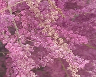 Comienzo del árbol Tamarix. Crecimiento rápido.