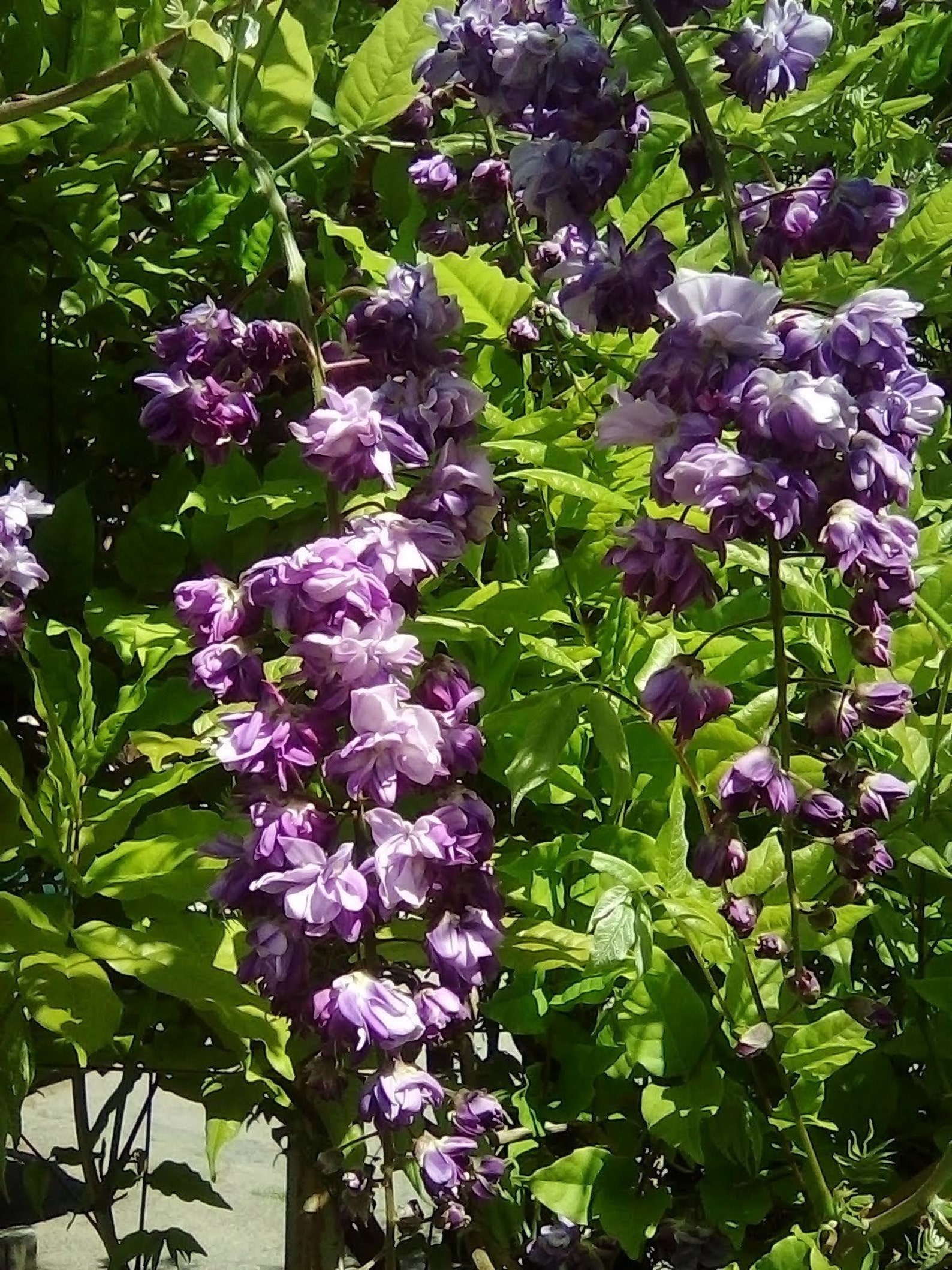 Black Dragon Wisteria Plant Etsy