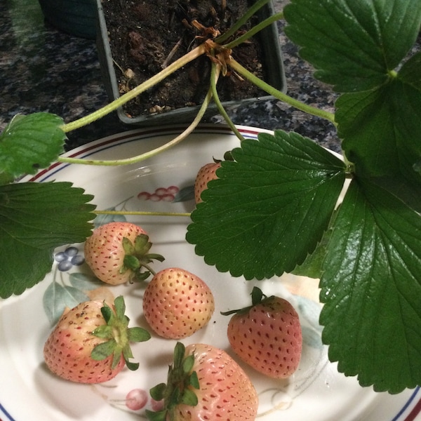 2 piñas blancas. plantas