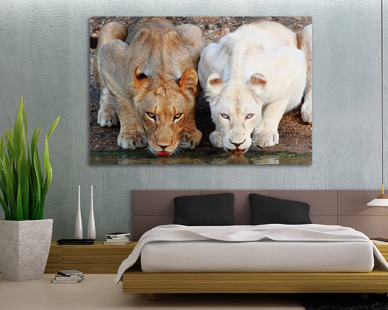 WILD AFRICAN LION CANVAS PICTURES WALL ART PRINTS NATURE PHOTO ANIMAL PRINTING
