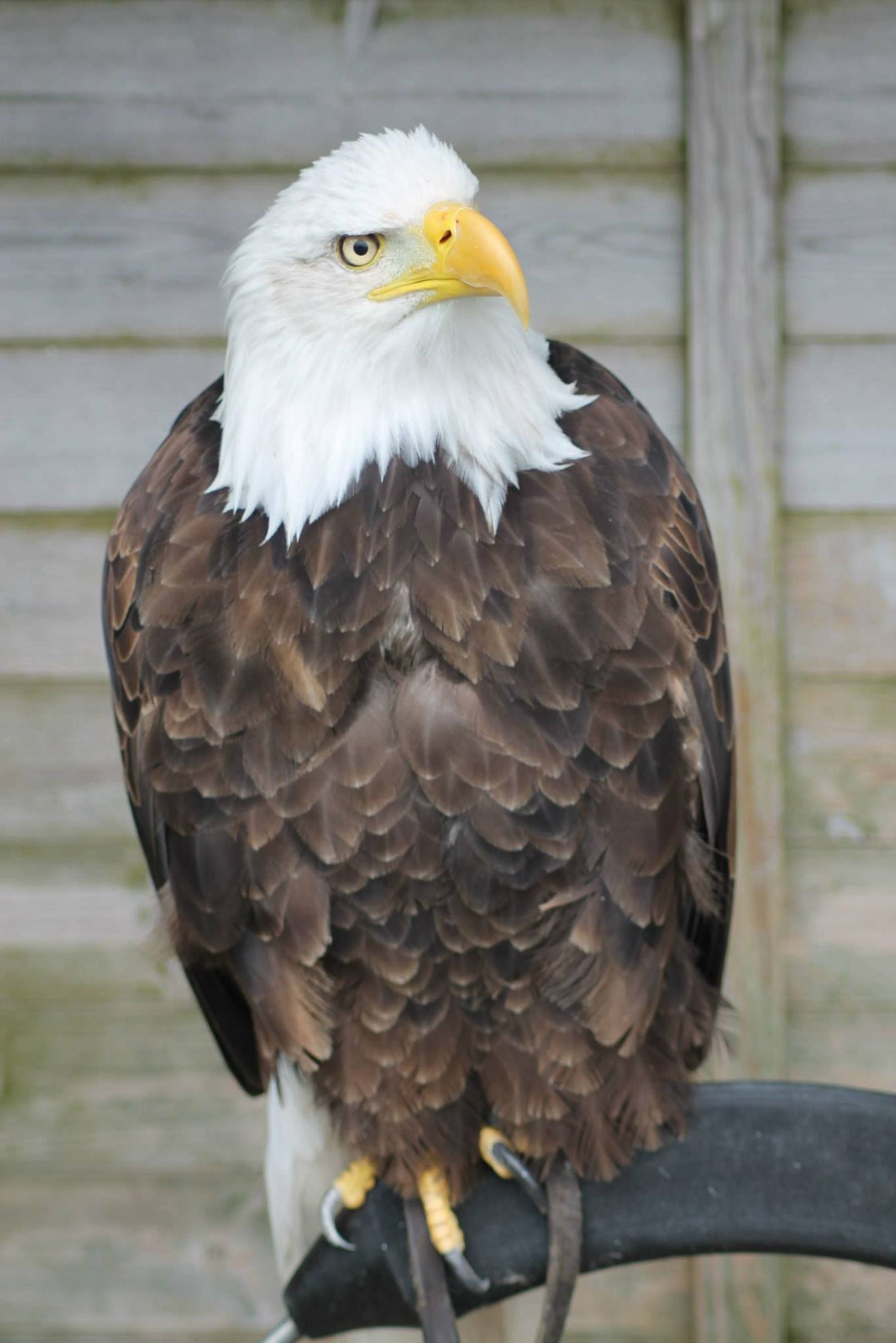 Bald Eagle Full Body Print Etsy