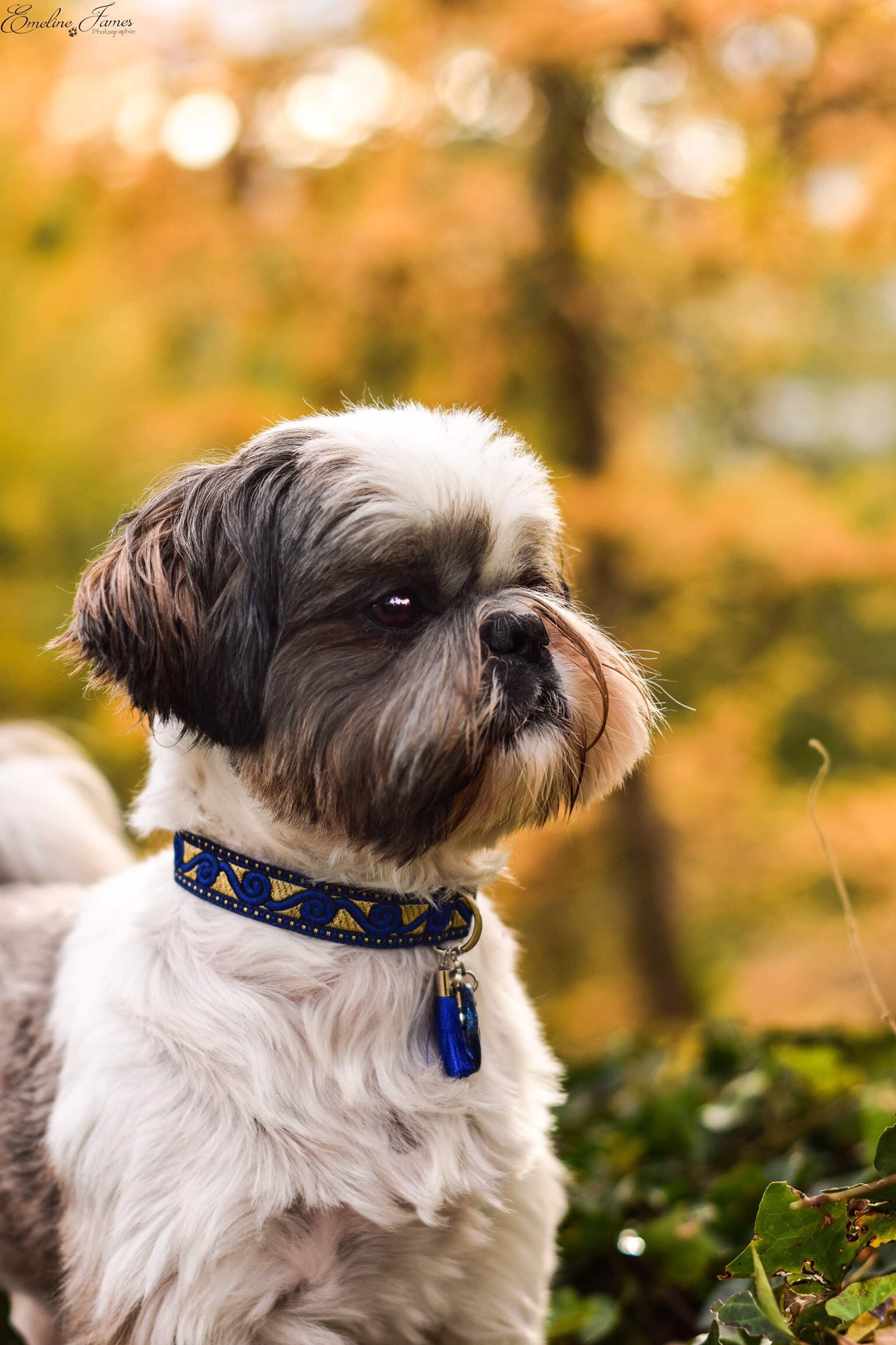 Collier Pour Chien Réglable/Laisse Collier Nylon Promenade Petit Bleu