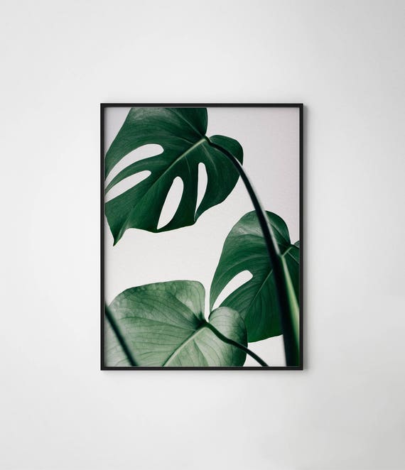 Monstera Monstera Leaf Print Monstera Deliciosa Monstera | Etsy