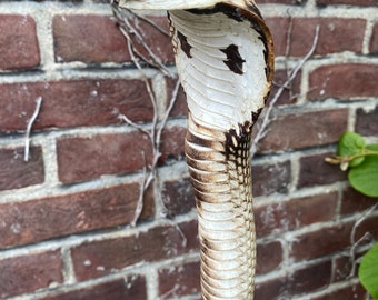 Taxidermia de serpiente cobra