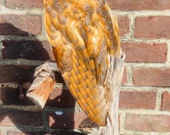 Taxidermie d'oiseau hibou