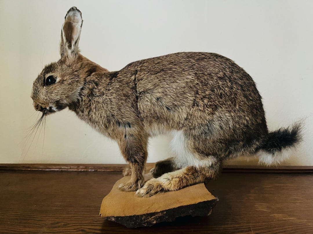 Bunny Rabbit Taxidermy - Etsy
