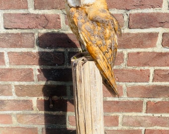 Taxidermie d'oiseau hibou