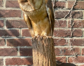 Taxidermie van de uil