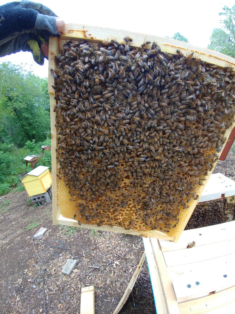 Layens Bee Hive Frames Set of 14 15 16 17 18 Frames Etsy