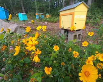 Layens Horizontal BeeHive (3 hive size options) ~ Natural beekeeping (Free Local pickup) New England/CT