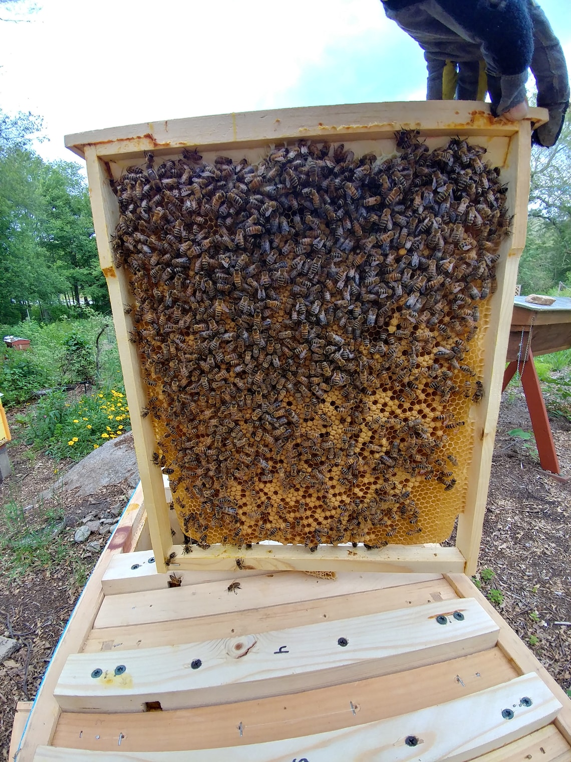 Layens Bee Hive Frames Set of 14 15 16 17 18 Frames Etsy