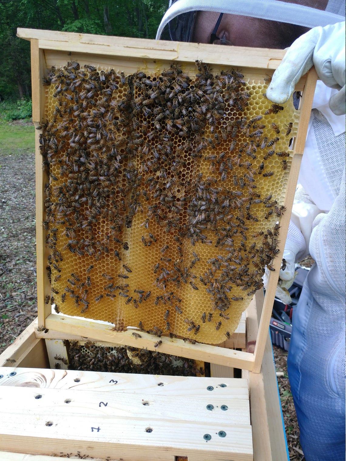 Layens Bee Hive Frames Set of 14 15 16 17 18 Frames Etsy