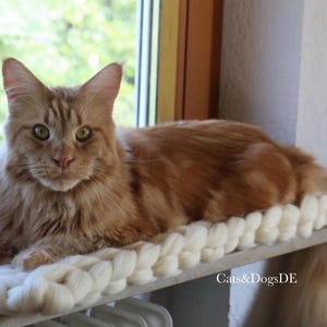 May include: A ginger Maine Coon cat with long fur and tufted ears resting on a thick, cream-colored chunky knit wool mat. The cat is positioned on a ledge near a window. The text Cats&DogsDE is visible in the lower right corner of the image.