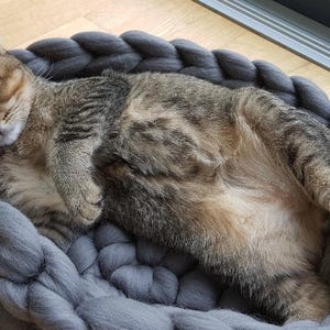 May include: A tabby cat sleeping peacefully in a gray, woven cat bed. The cat has brown and black markings and is curled up in the center of the bed. The bed is round and made of thick, soft yarn.