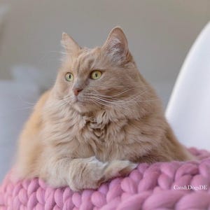 May include: A fluffy, light orange cat with green eyes is resting on a pink, chunky knit blanket. The cat is looking off to the side. The blanket is a soft, textured material. The image has a soft, natural lighting.