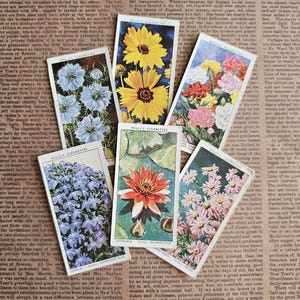 Conjunto de 6 - Cartões de tabaco de flores vintage, cartões florais vintage, cartões de chá, itens de diário de lixo, cartões de flores colecionáveis, cartões de botânica