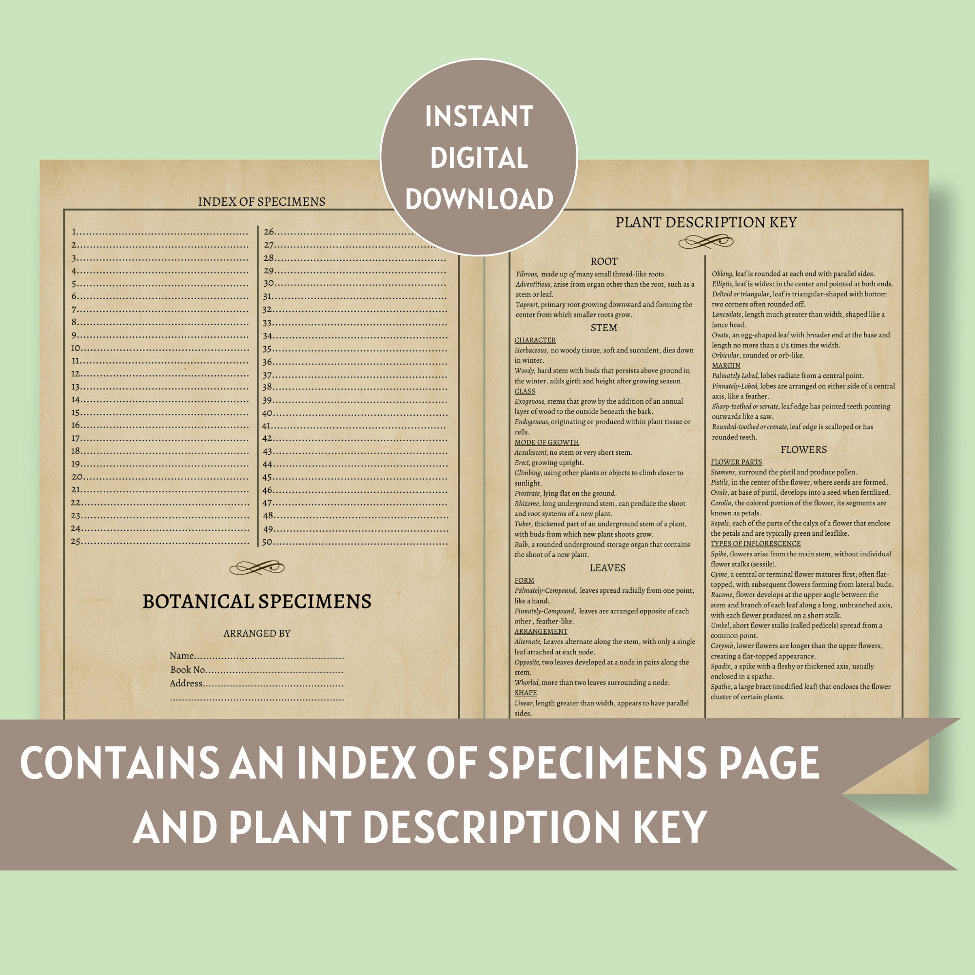 Botanical Plant Specimen Herbarium Digital Download File
