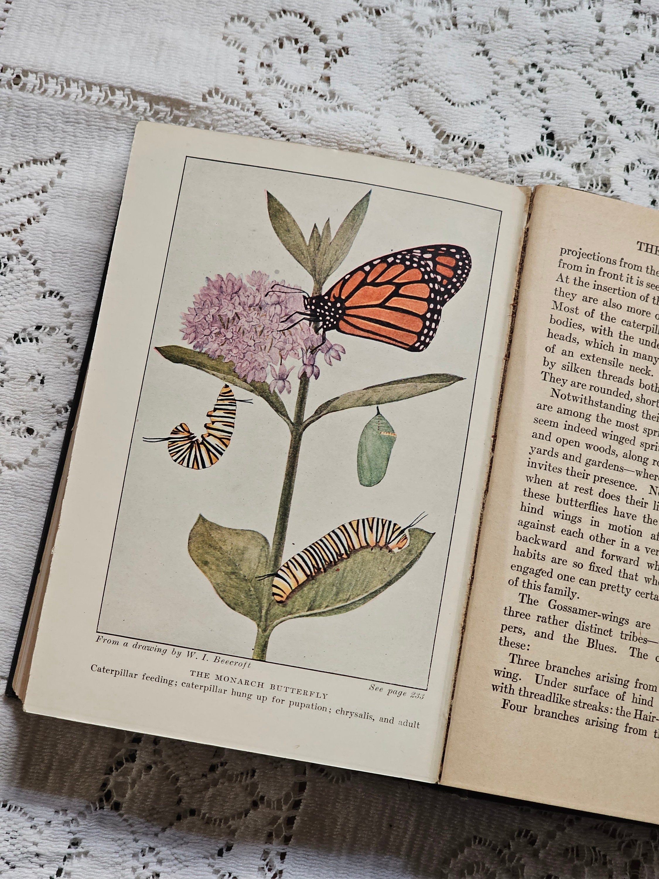 Vintage Butterfly Book Butterfly Guide Entomology Book Etsy