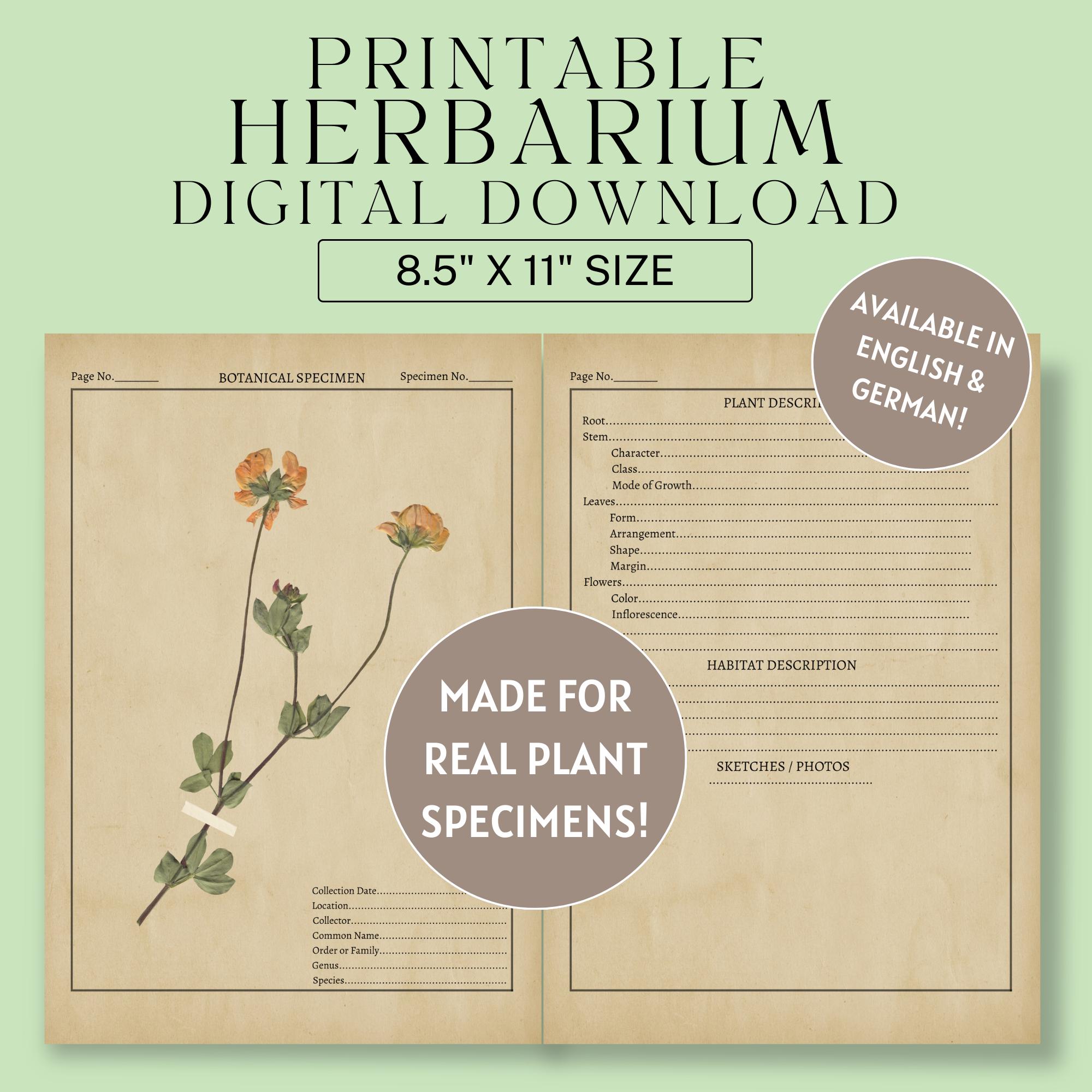 Buy Herbarium Online In India - Etsy India