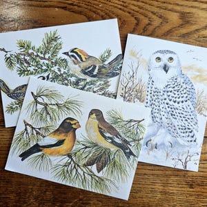 Cartões e envelopes ilustrados com pássaros de inverno vintage, conjunto de 3 cartões estacionários, cartão de pássaros, itens efêmeros de pássaros vintage, suprimentos para diário de lixo