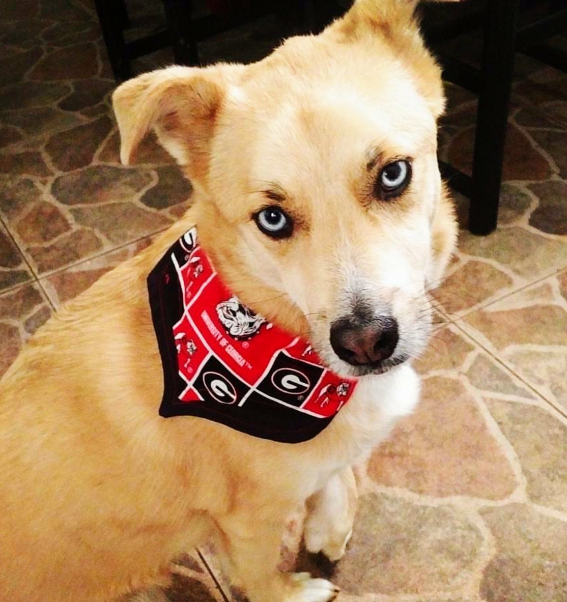 Uga dog bandana Clearance