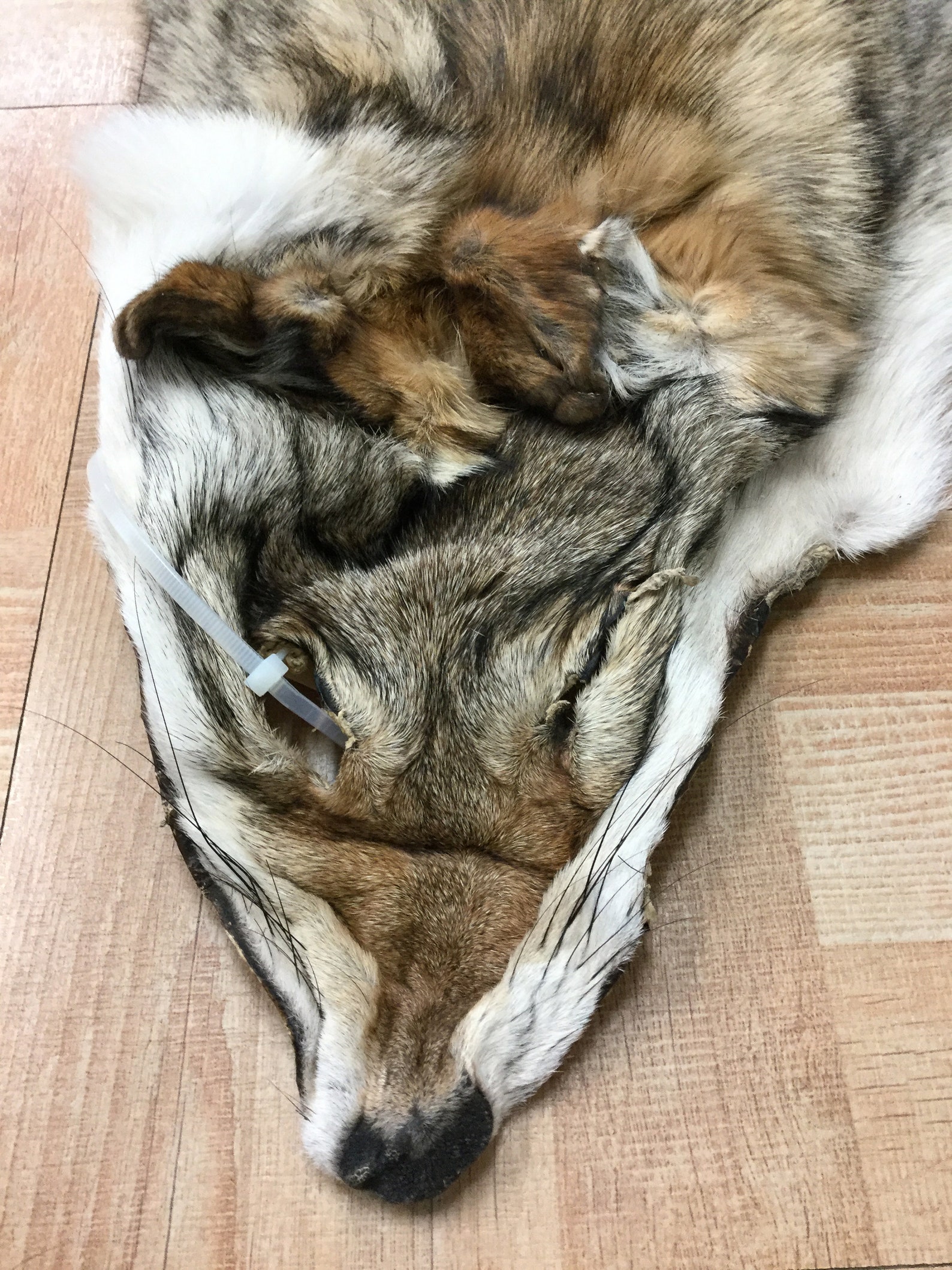 Tanned Coyote Skin Hide Pelt Craft Regalia 1 Etsy