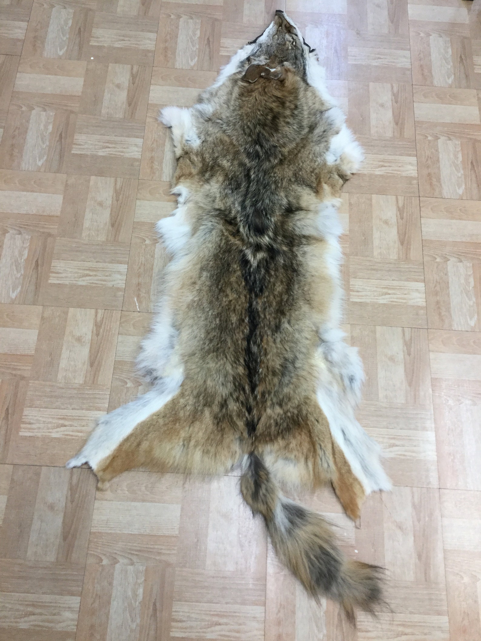 Tanned Coyote Skin Hide Pelt Craft Regalia 2 Etsy