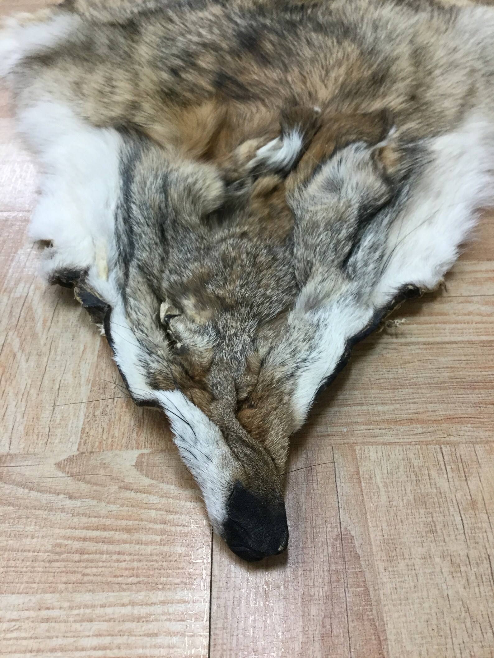 Tanned Coyote Skin Hide Pelt Craft Regalia 2 Etsy
