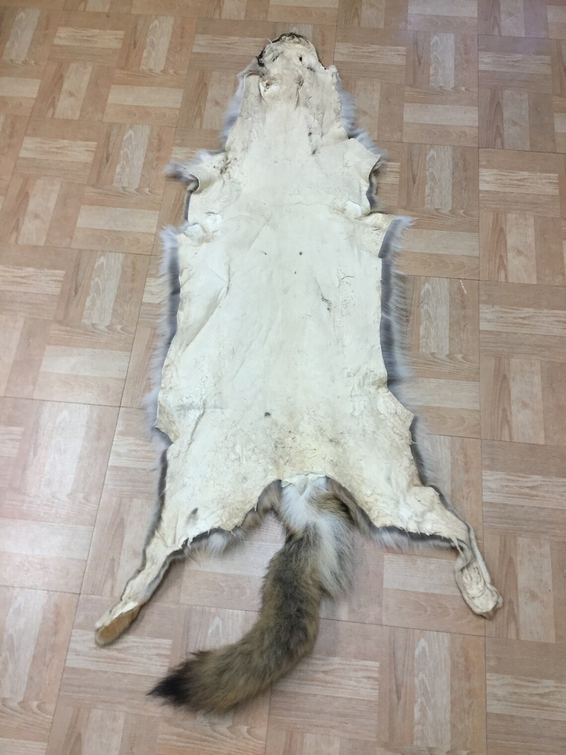 Tanned Coyote Skin Hide Pelt Craft Regalia 4 Etsy