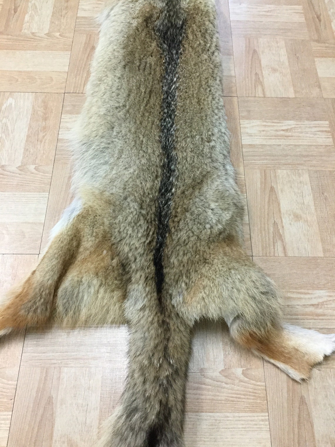 Tanned Coyote Skin Hide Pelt Craft Regalia Viking Costume Etsy