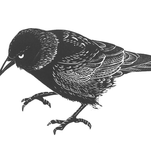 Jackdaw Linocut Original print