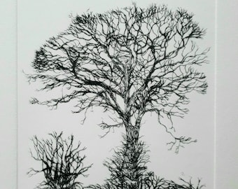 Field Maple Drypoint Engraving Limited Edition Print