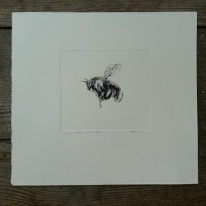 White Tailed Bumble Etching