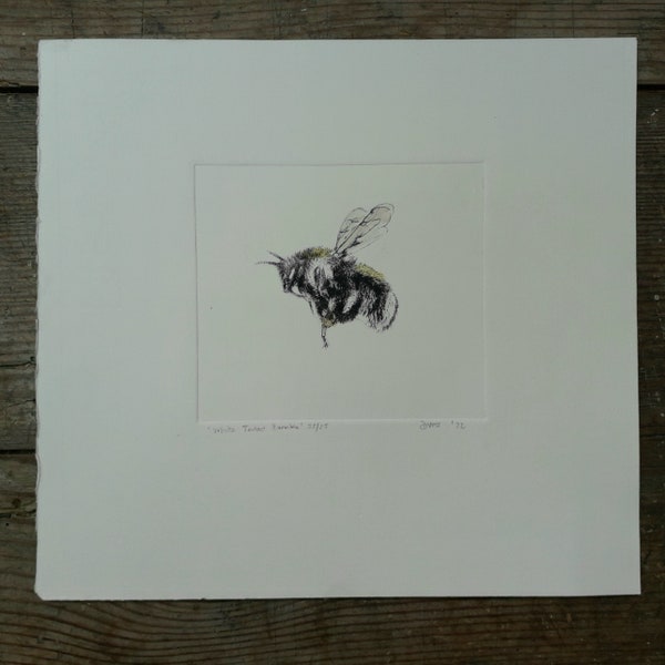 White Tailed Bumble Etching