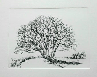 Crack Willow Drypoint Engraving Limited Edition Print