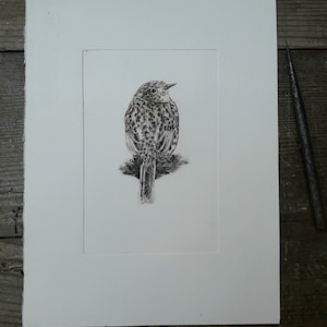 Dunnock Hand-coloured Drypoint Etching Print