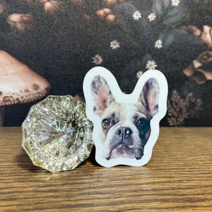 Sticker personnalisé découpé avec des matrices pour animaux de compagnie ou aimant, autocollants pour animaux de compagnie, aimants pour animaux de compagnie, autocollant Kindle liseuse, autocollant pour téléphone, autocollant pour ordinateur portable, lot d'autocollants