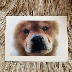 Chow Charity~Shandy's Cards for a Cause / 15% winst gedoneerd aan een Chow-reddingsorganisatie / Wordt verzonden vanuit Californië