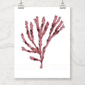 Afdrukbare kunst aan de muur, zee koraal digitale print, downloadbare aquarel schilderij, diep rode kunst voor galerie muur, kust woonkamer kunst aan de muur