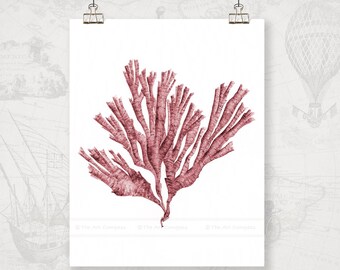 Sea Coral Printable Wall Decor, Downloadable Art Print Red Sea Fan Watercolor Painting, Traditional Decor for Living Room Gallery Art Wall