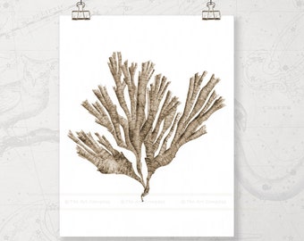May include: A brown watercolor illustration of a seaweed branch on a white background.