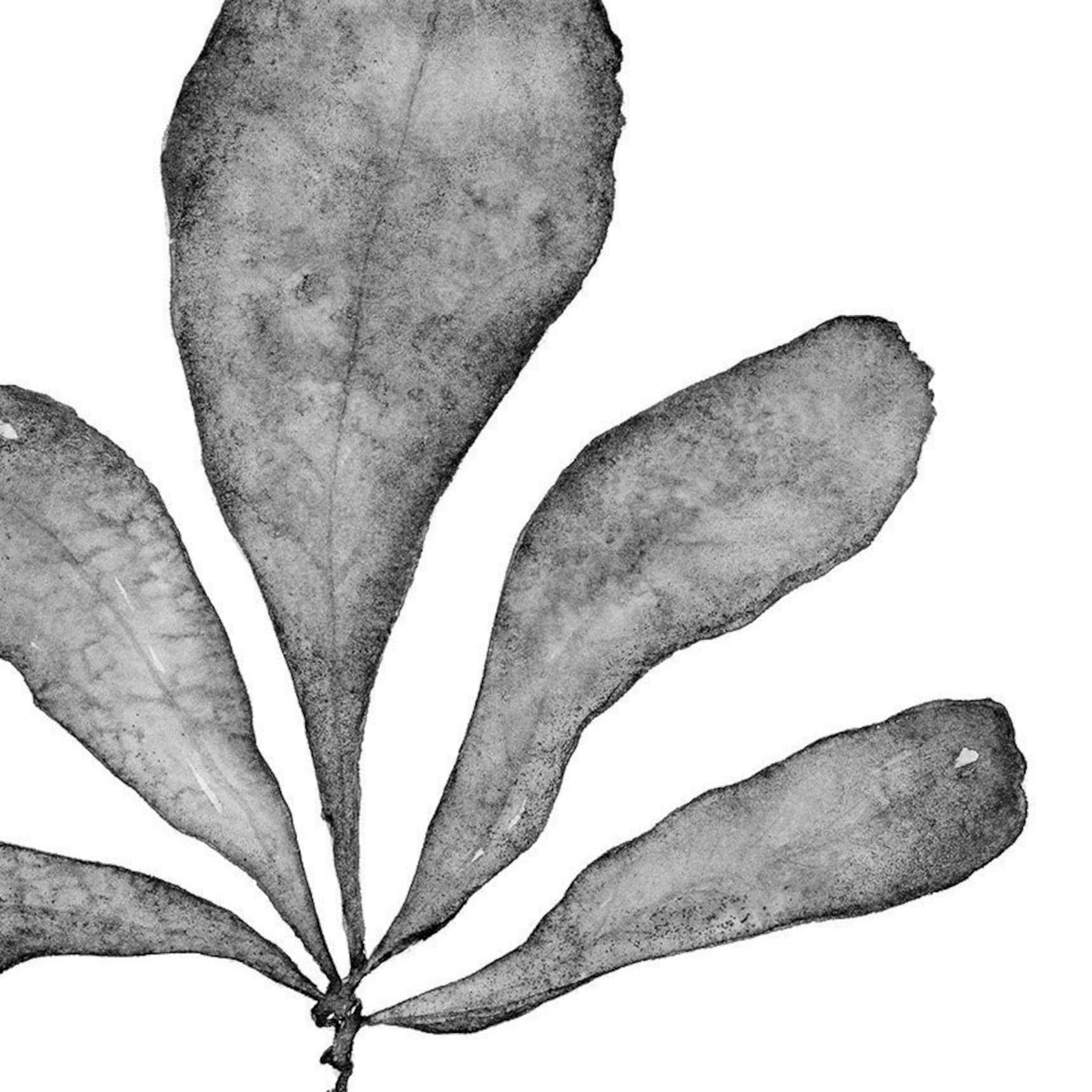 Black and White Printable Wall Art Set Botanical Print Set of | Etsy