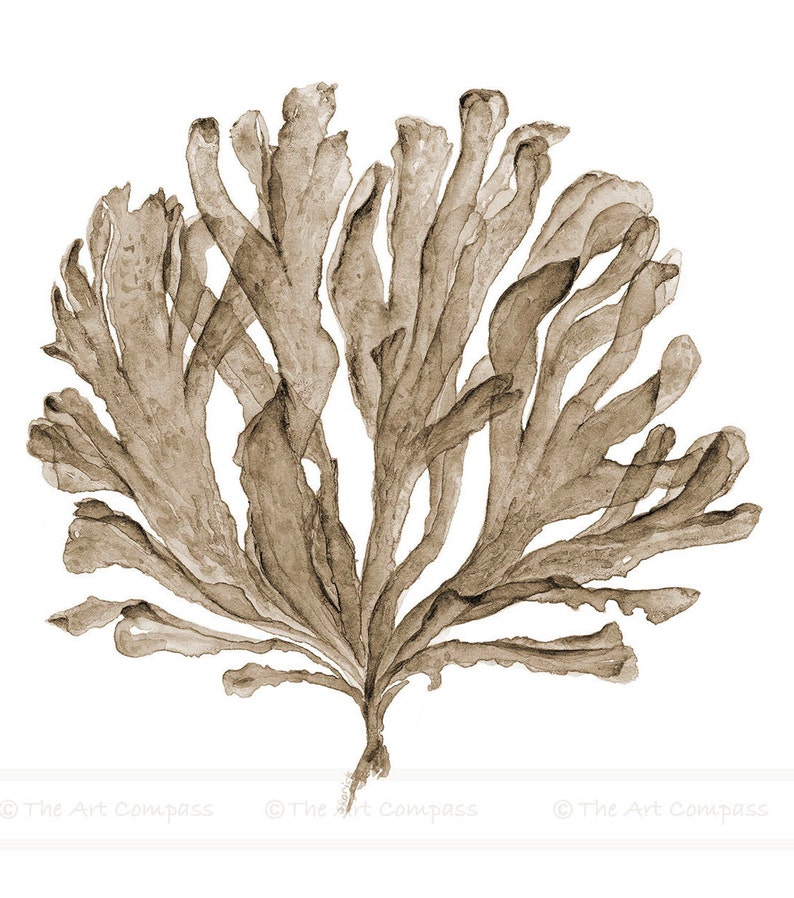 Sea Fan Art Printable Wall Decor Downloadable Print of - Etsy
