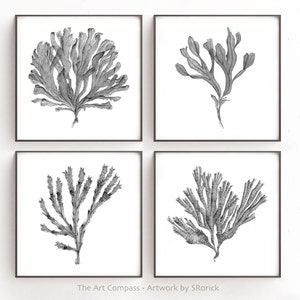 Black and White Printable Wall Art, Sea Fan Watercolor Painting Botanical Print Set of 4 Prints, Four Piece Wall Art Square Art for Walls