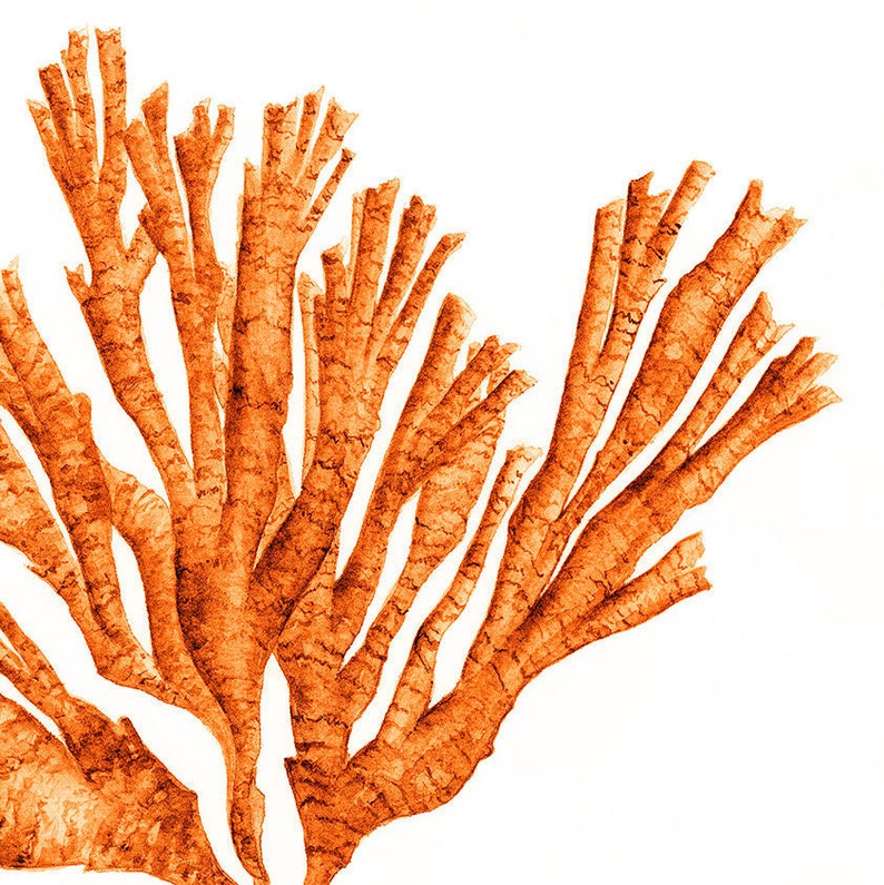 Coral Sea Fan Printable Wall Art Digital Prints Download in - Etsy