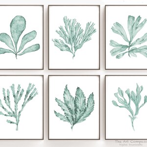 May include: Set of six watercolor prints featuring various types of seaweed in shades of green. The prints are framed in black frames and displayed on a white wall.