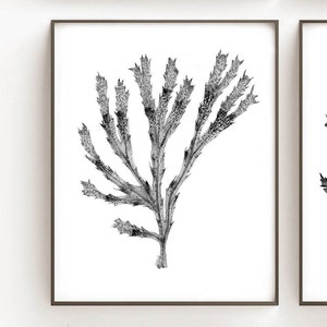 Printable Wall Art, Black and White Botanical Print Set of 6 Digital ...