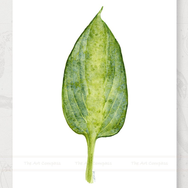 May include: A single green leaf with a light green center and a darker green border. The leaf has a pointed tip and a long stem.