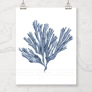 May include: A blue watercolor illustration of a sea kelp plant on a white background.