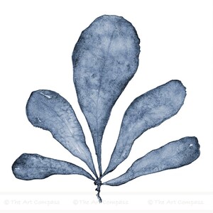Art Printable Set of 3 Square Downloadable Prints of Navy Blue Sea Fan Watercolour Paintings, Matching Three Piece Living Room Wall Decor